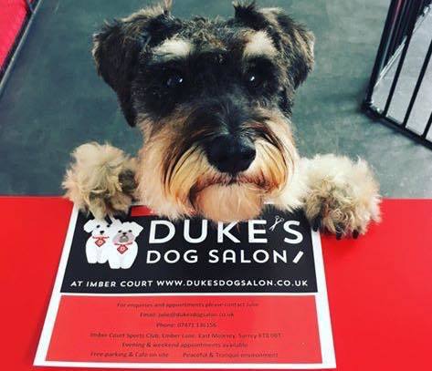 An adorable dog at Dukes Dog Salon at Imber Court